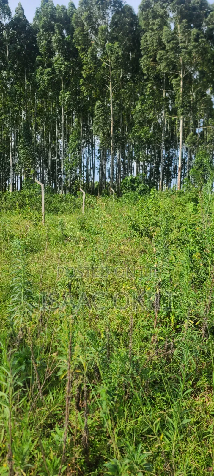 Prime Plot in Nakassaja, 
100ft X 100ft | Milo Land