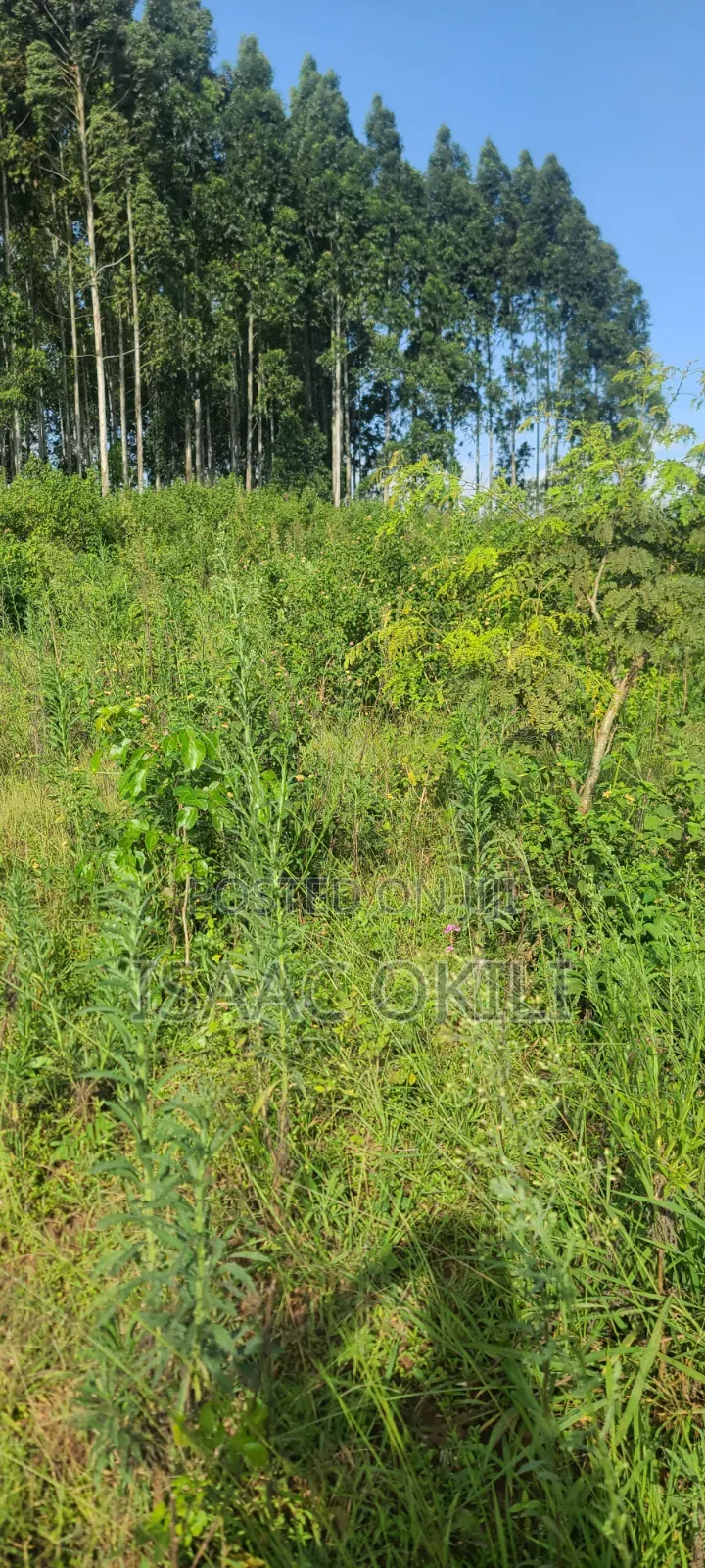 Prime Plot in Nakassaja, 
100ft X 100ft | Milo Land