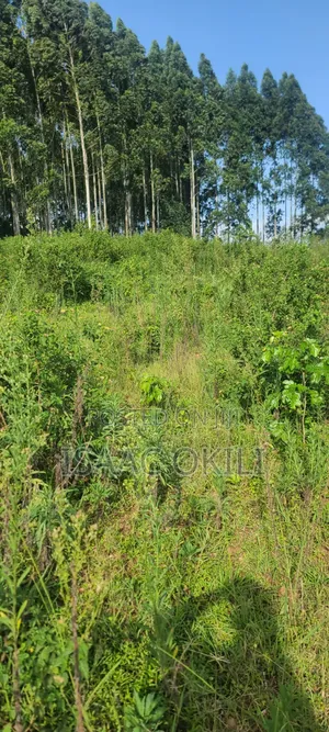 Prime Plot in Nakassaja, 
100ft X 100ft | Milo Land
