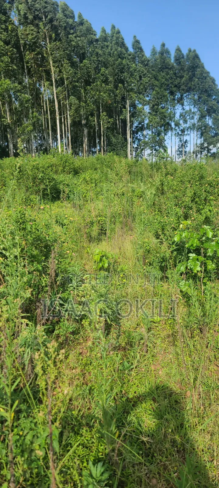 Prime Plot in Nakassaja, 
100ft X 100ft | Milo Land