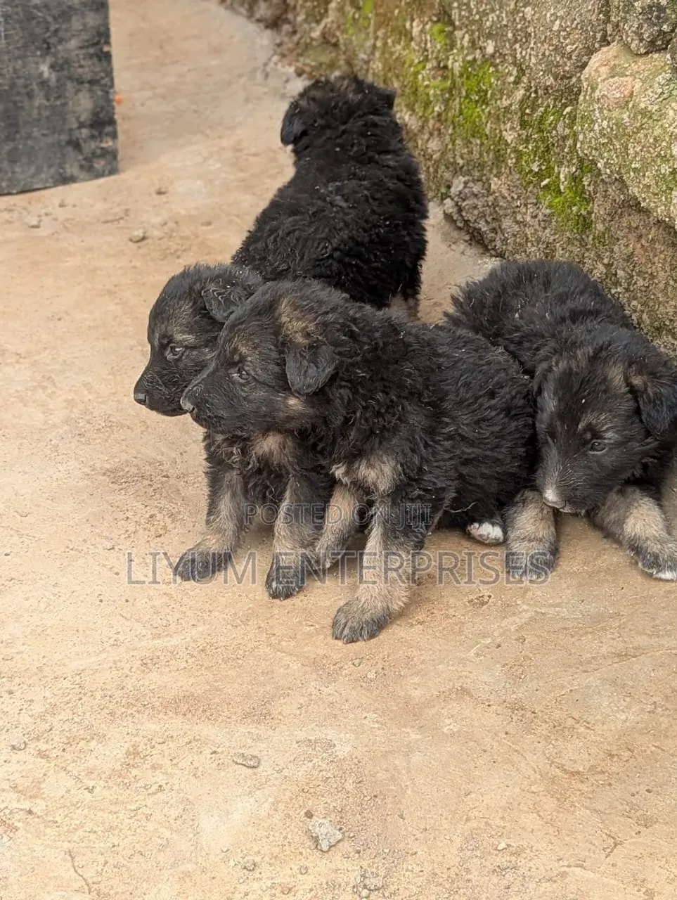 1-3 months Male Purebred German Shepherd