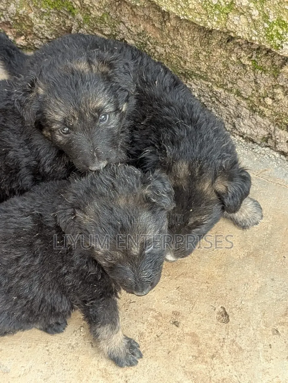 1-3 months Male Purebred German Shepherd