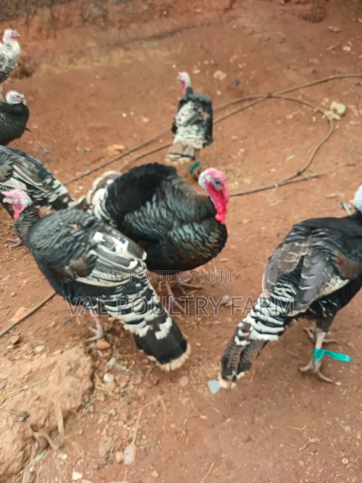 Turkey Ready for Sale