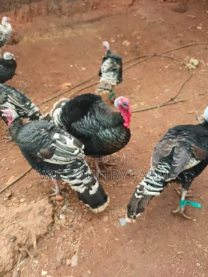 Turkey Ready for Sale