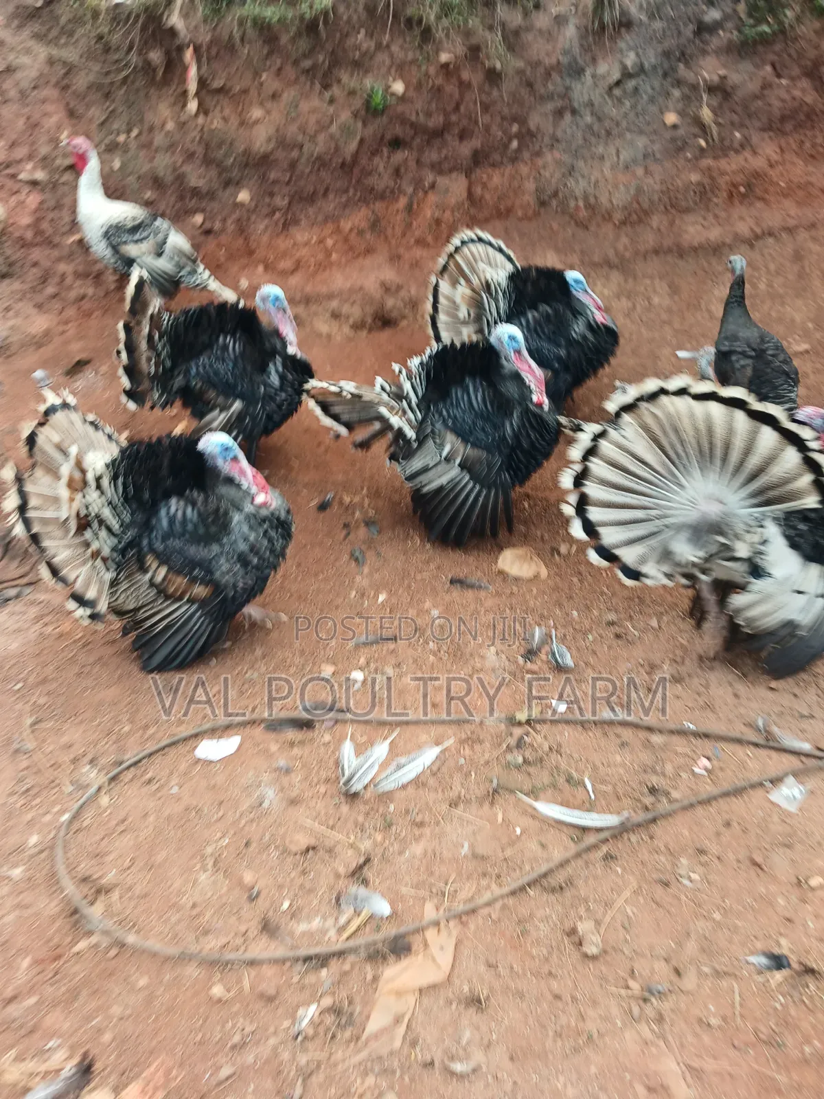 Turkey Ready for Sale