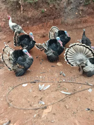 Turkey Ready for Sale