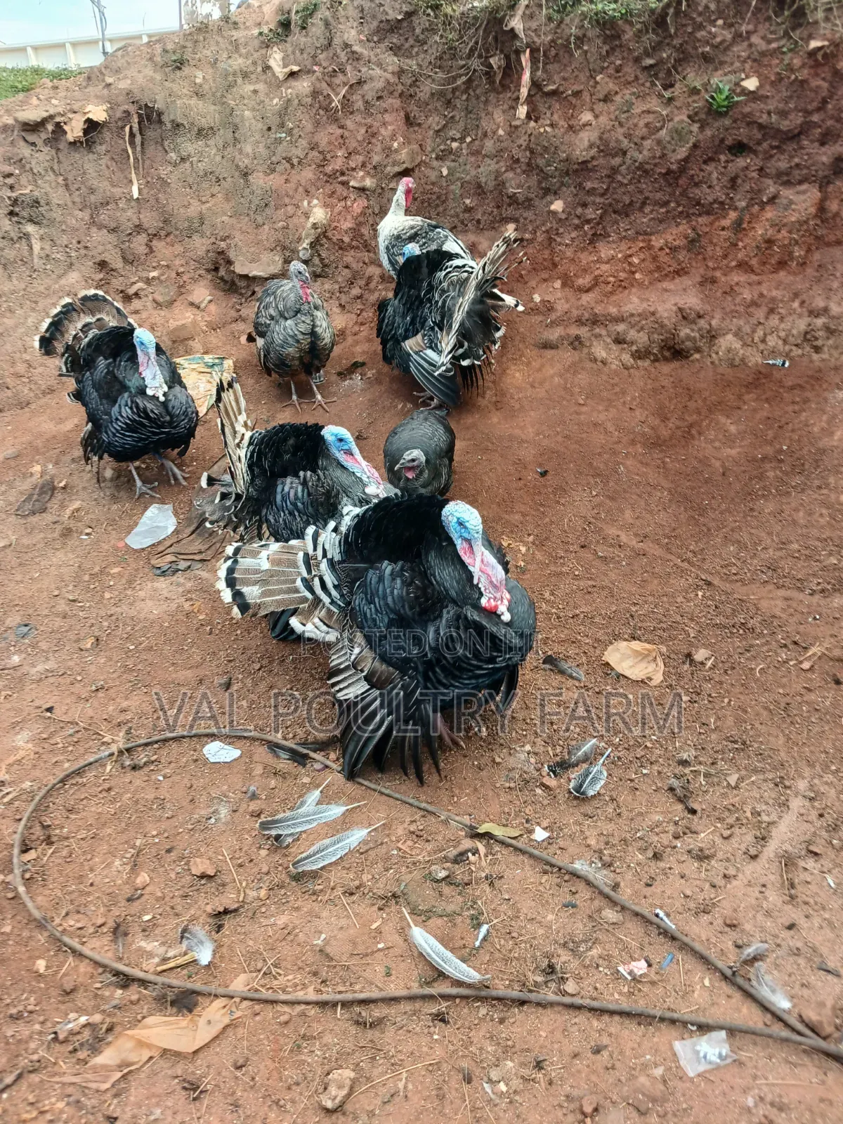 Turkey Ready for Sale