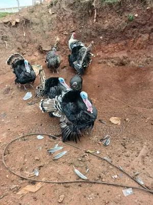 Turkey Ready for Sale