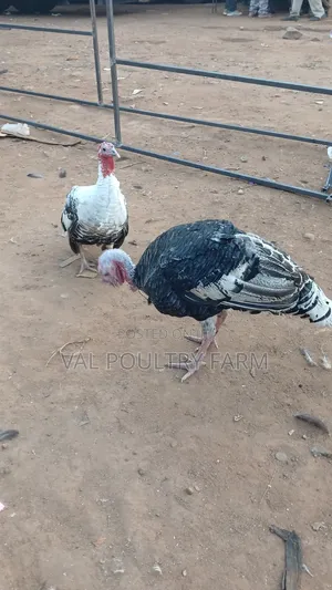 Turkey Ready for Sale