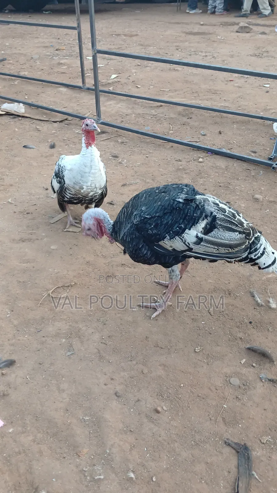 Turkey Ready for Sale
