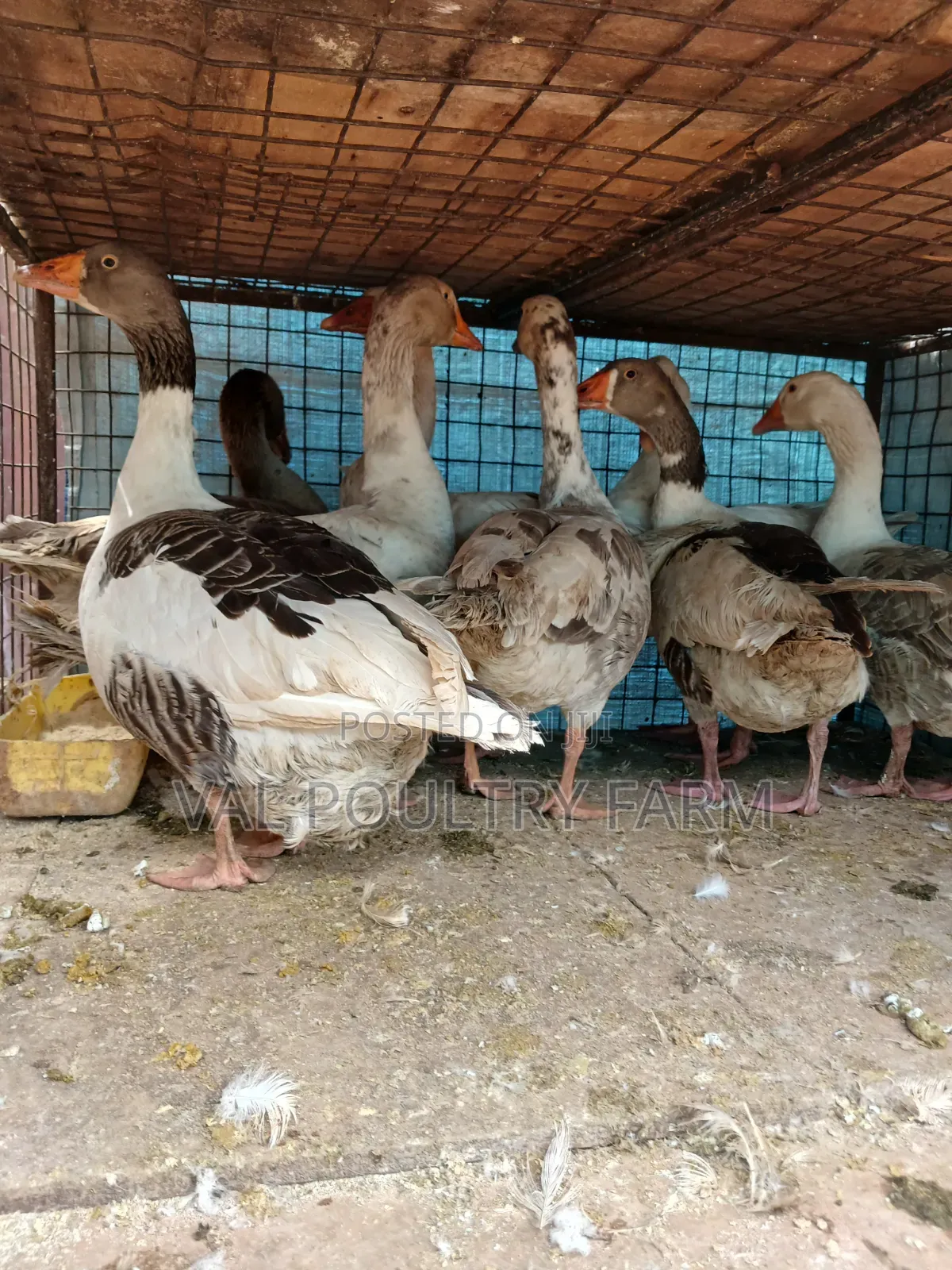 Geese Ready for Sale