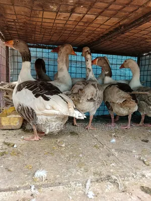 Geese Ready for Sale
