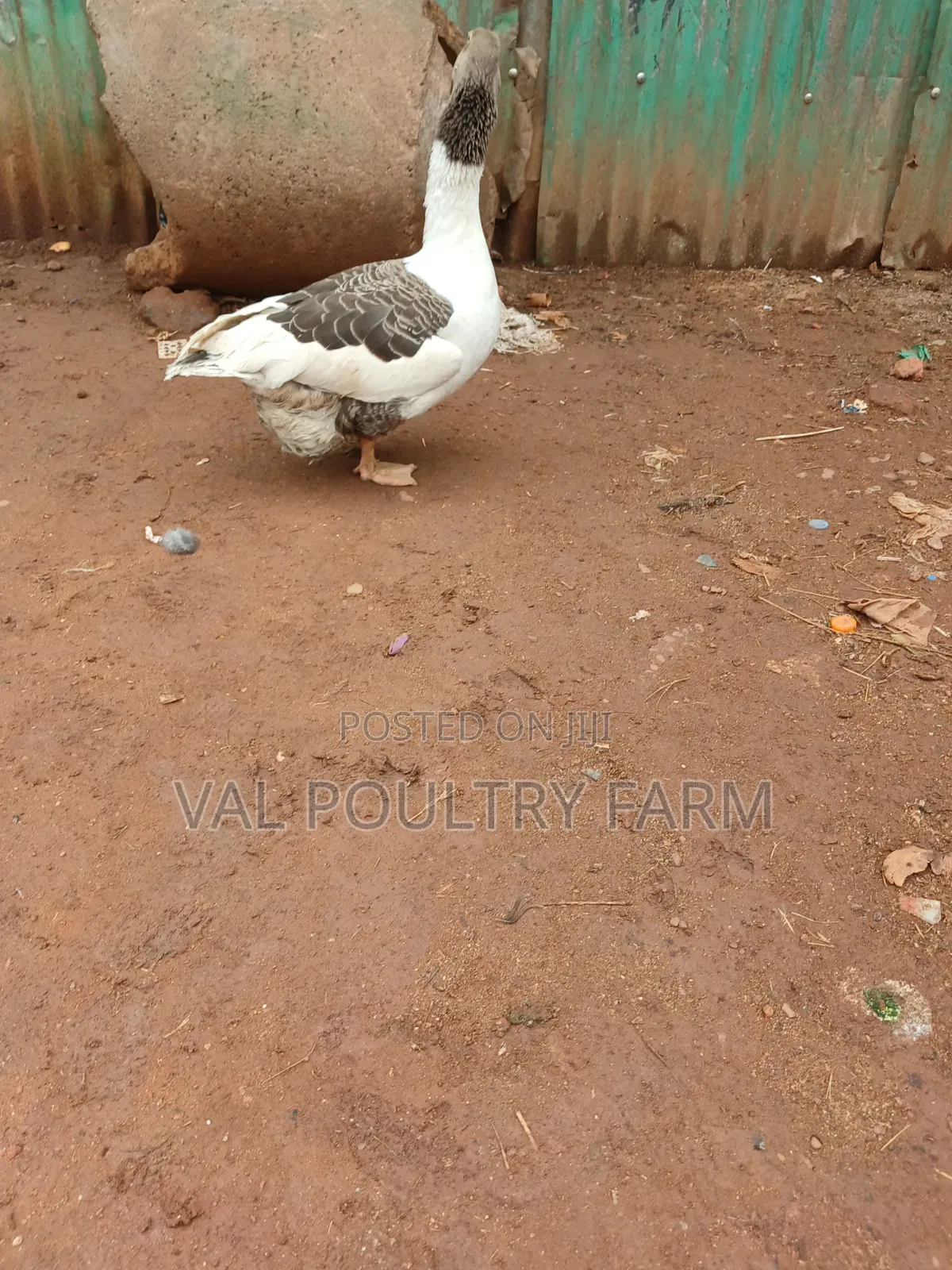 Geese Ready for Sale