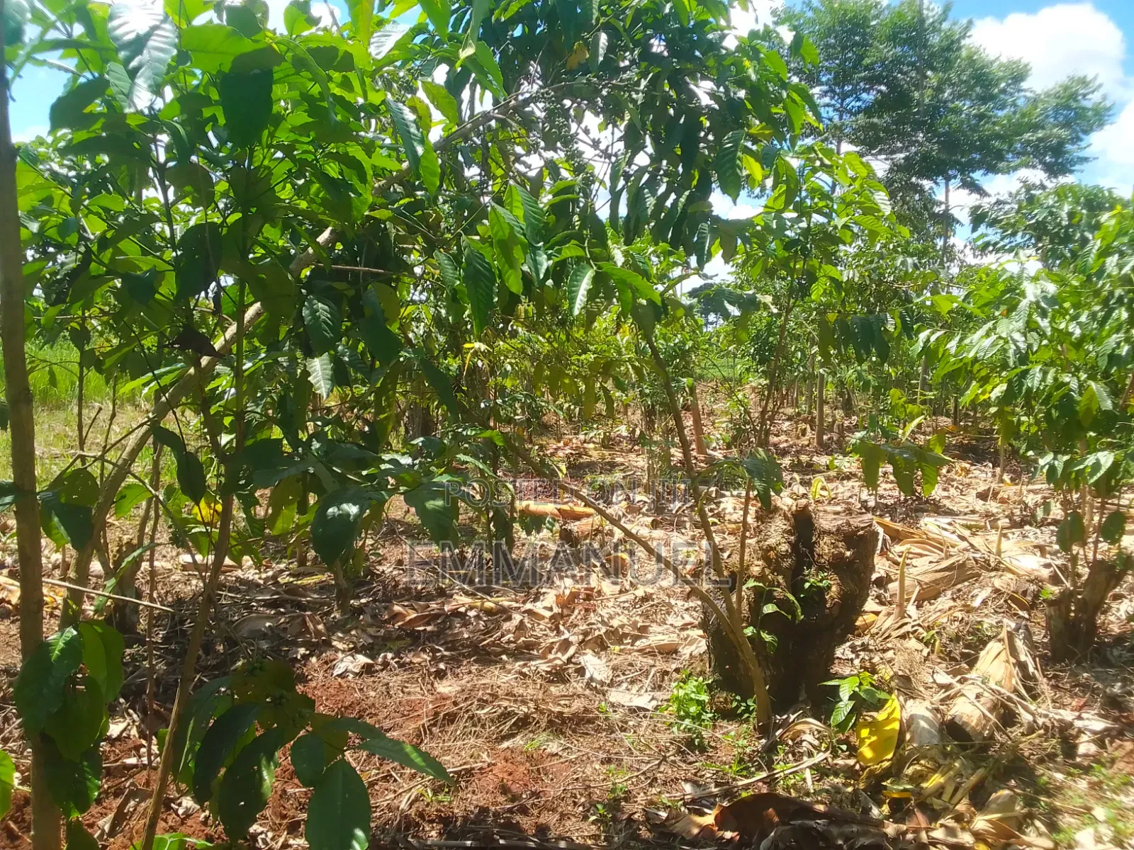 Affordable Land
