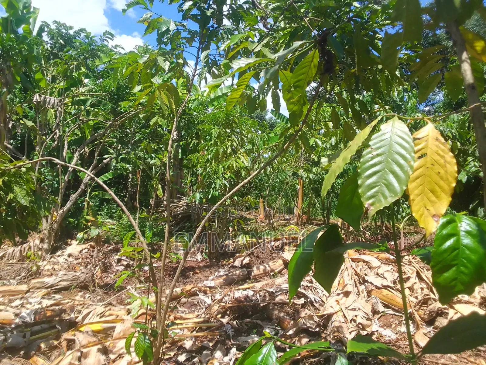 Affordable Land