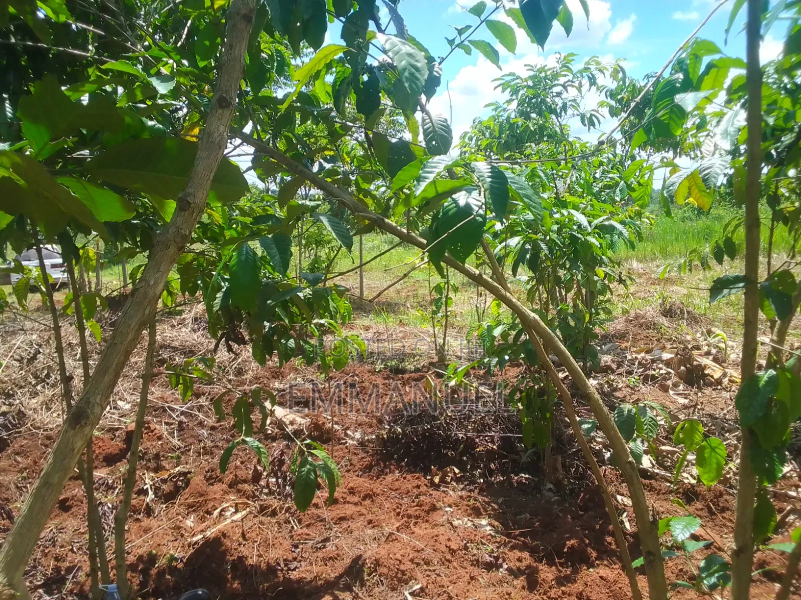 Affordable Land