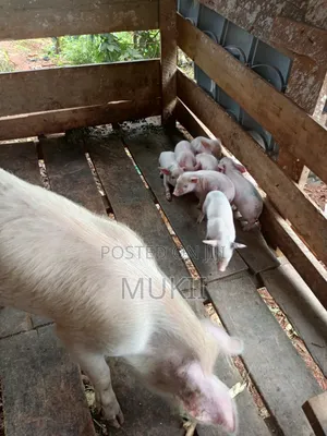 Mukira Farm
