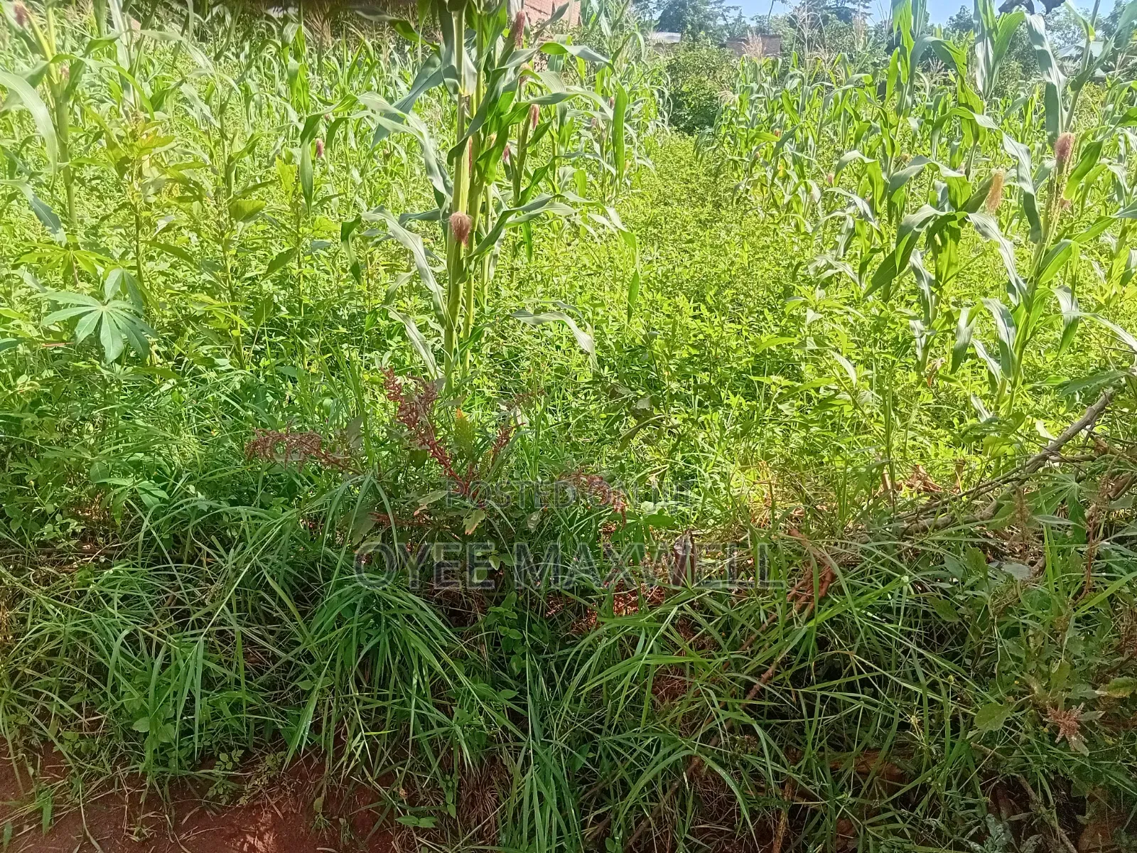 Land on Sale