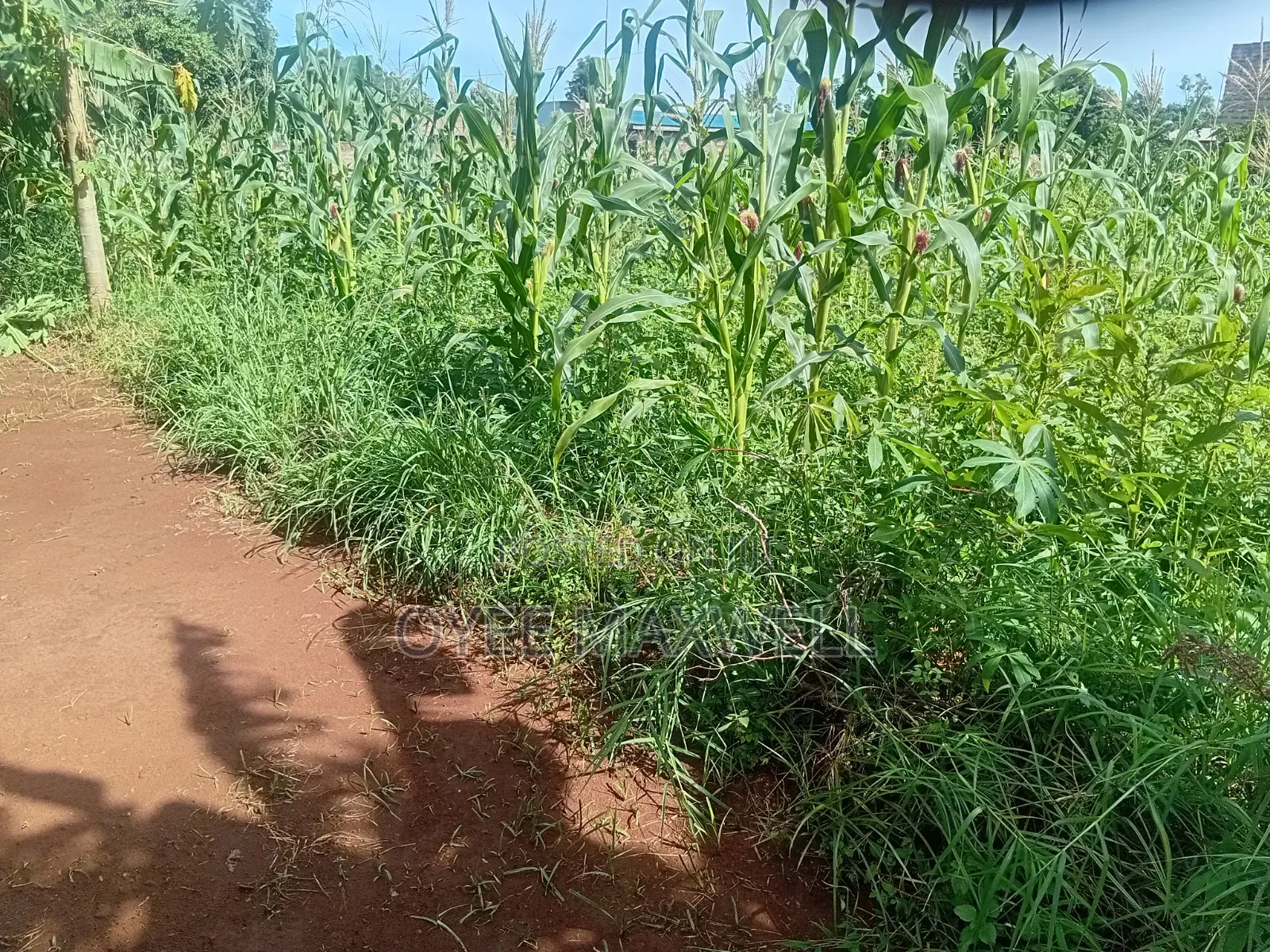 Land on Sale