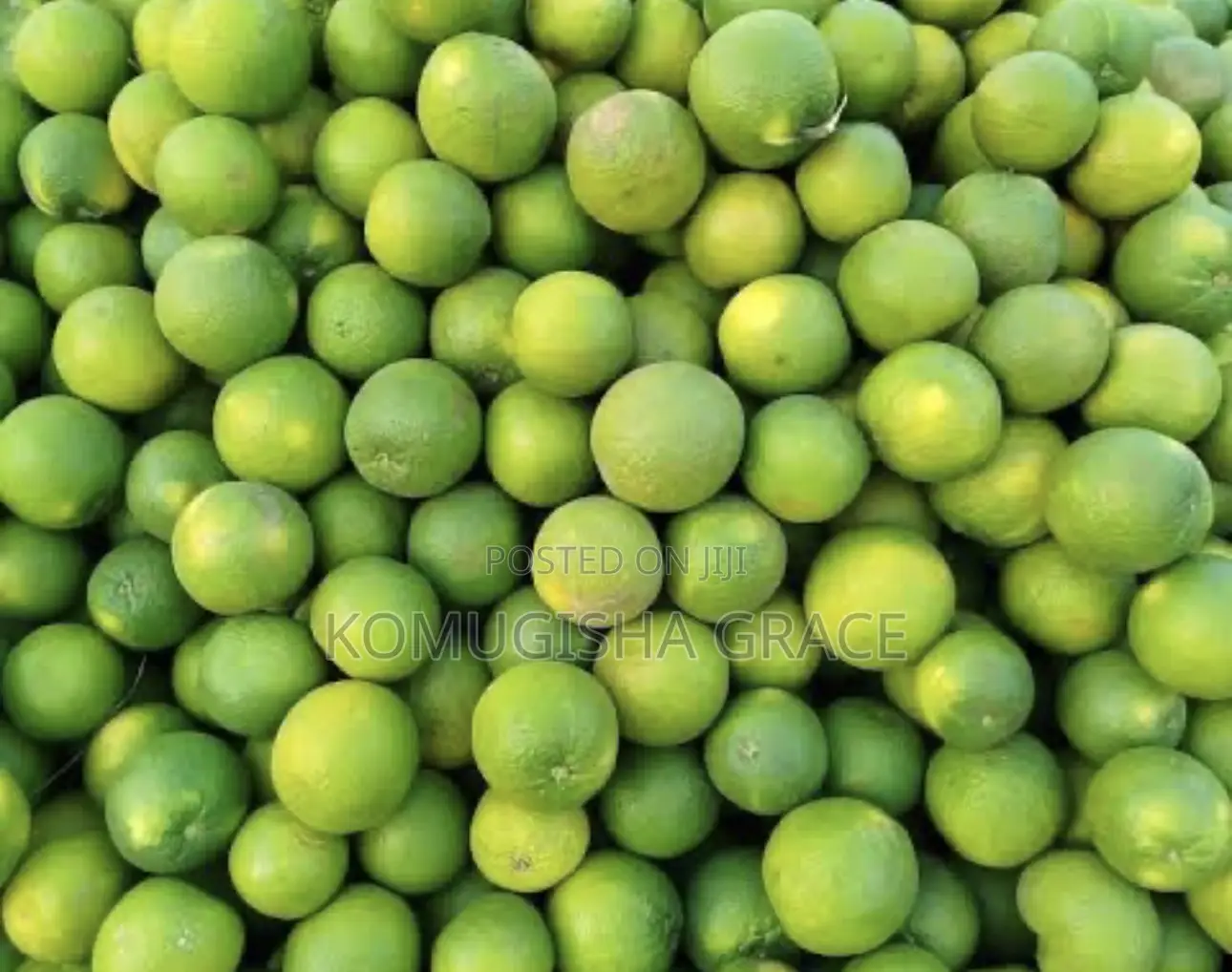 Fresh Oranges