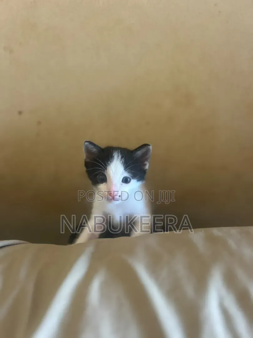 1-3 months Male Mixed Breed Sphynx