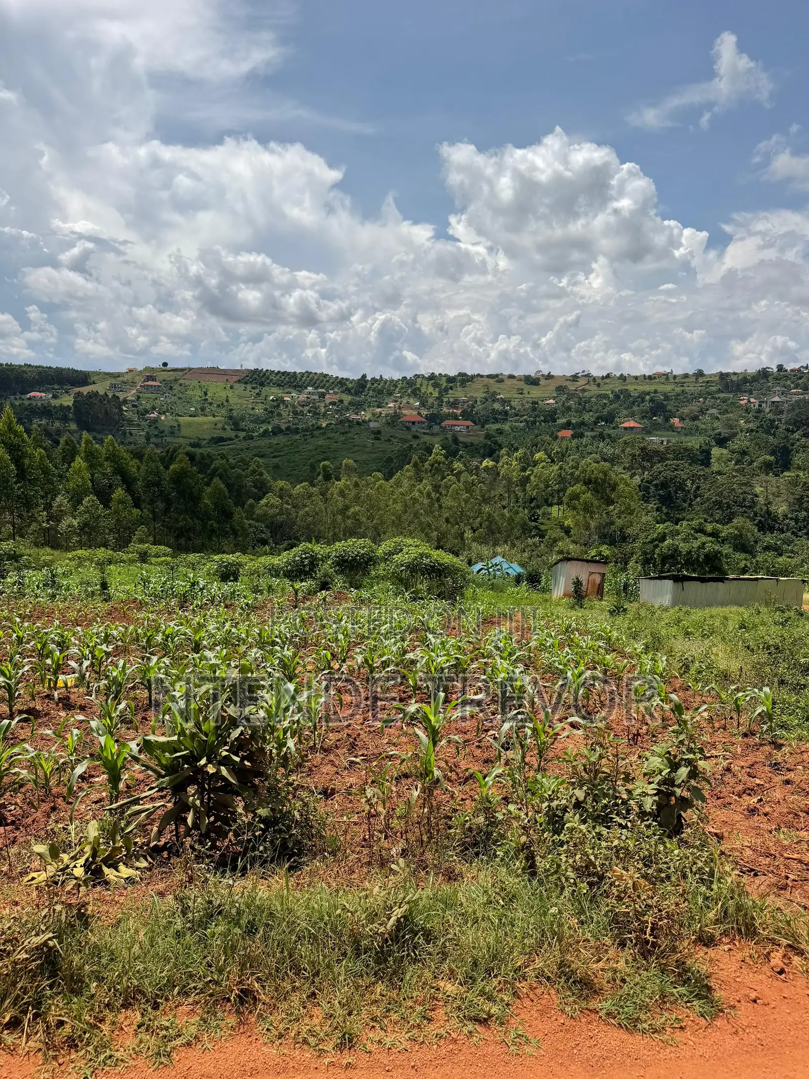 Half Acre Residential Plot for Sale in Ssisa-Kagakitende. Ready Title.