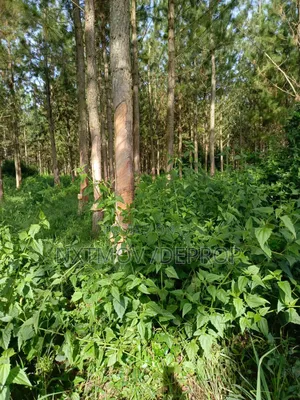 Well Fenced 320 Acres Of Farm Land