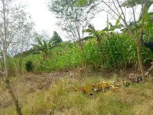 Plot for Sale in Mukono Plus a 2 Roomed House as You Can See