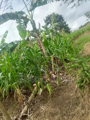 Plot for Sale in Mukono Plus a 2 Roomed House as You Can See