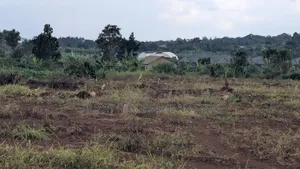 Land for Sale in at Busika 50 by 100
