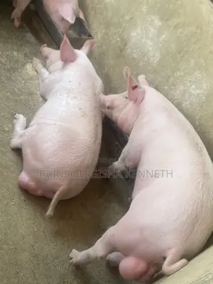 Pigs, Piglets on Sale