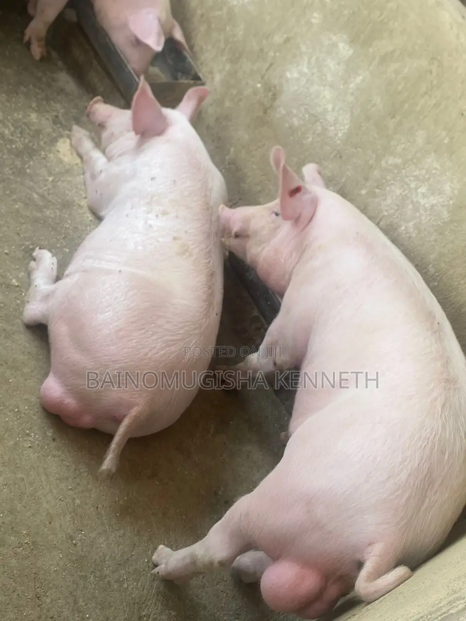 Pigs, Piglets on Sale