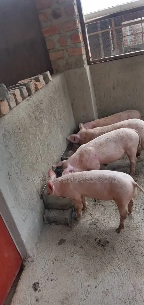 Pigs, Piglets on Sale