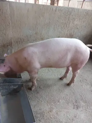 Pigs, Piglets on Sale