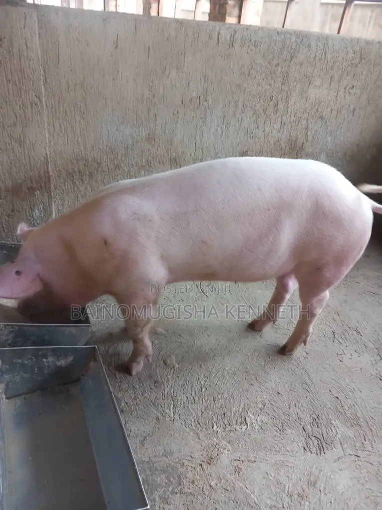 Pigs, Piglets on Sale