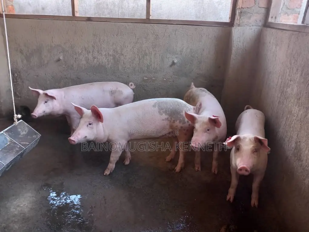 Pigs, Piglets on Sale