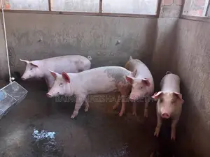 Pigs, Piglets on Sale