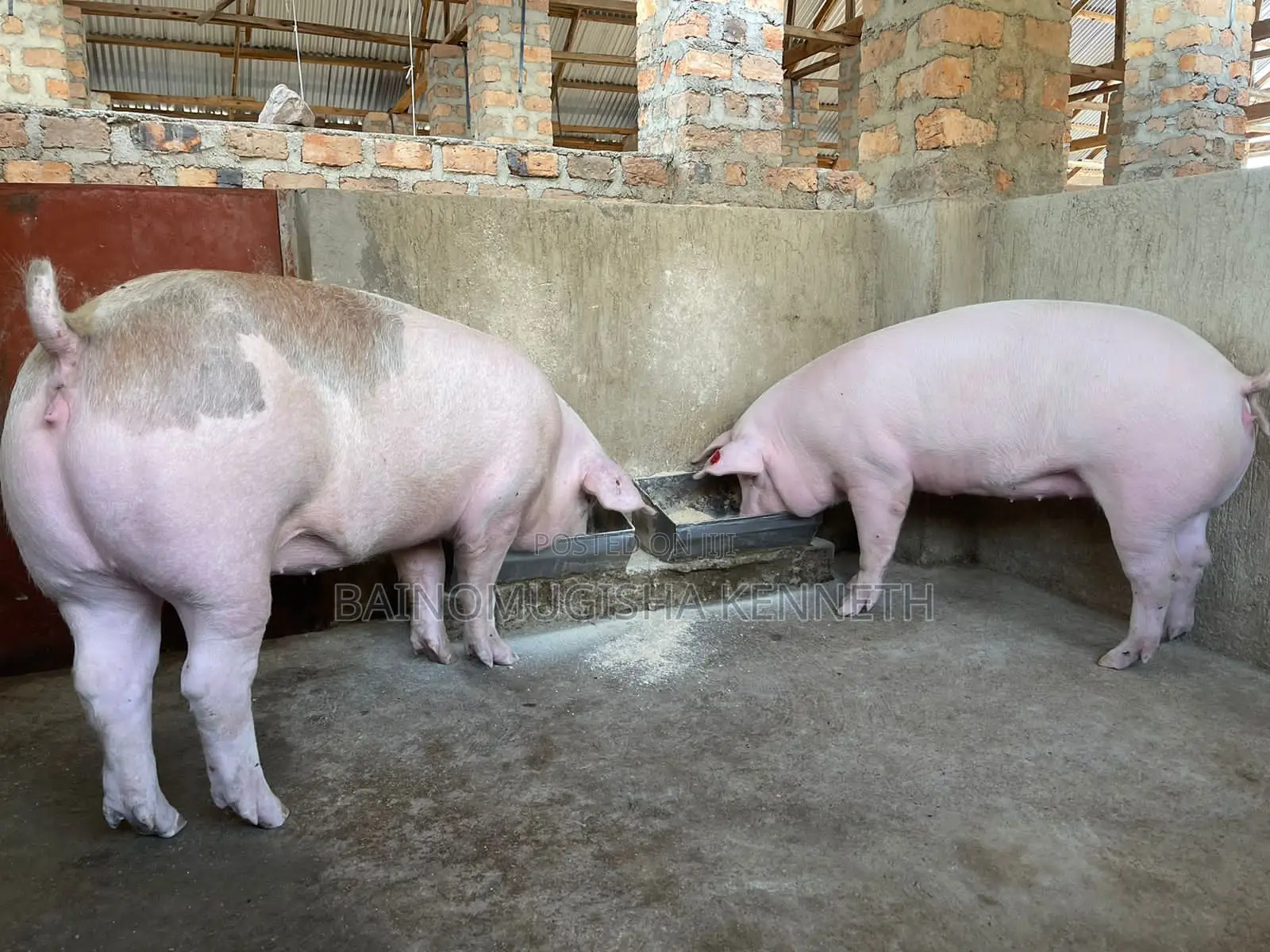 Pigs, Piglets on Sale