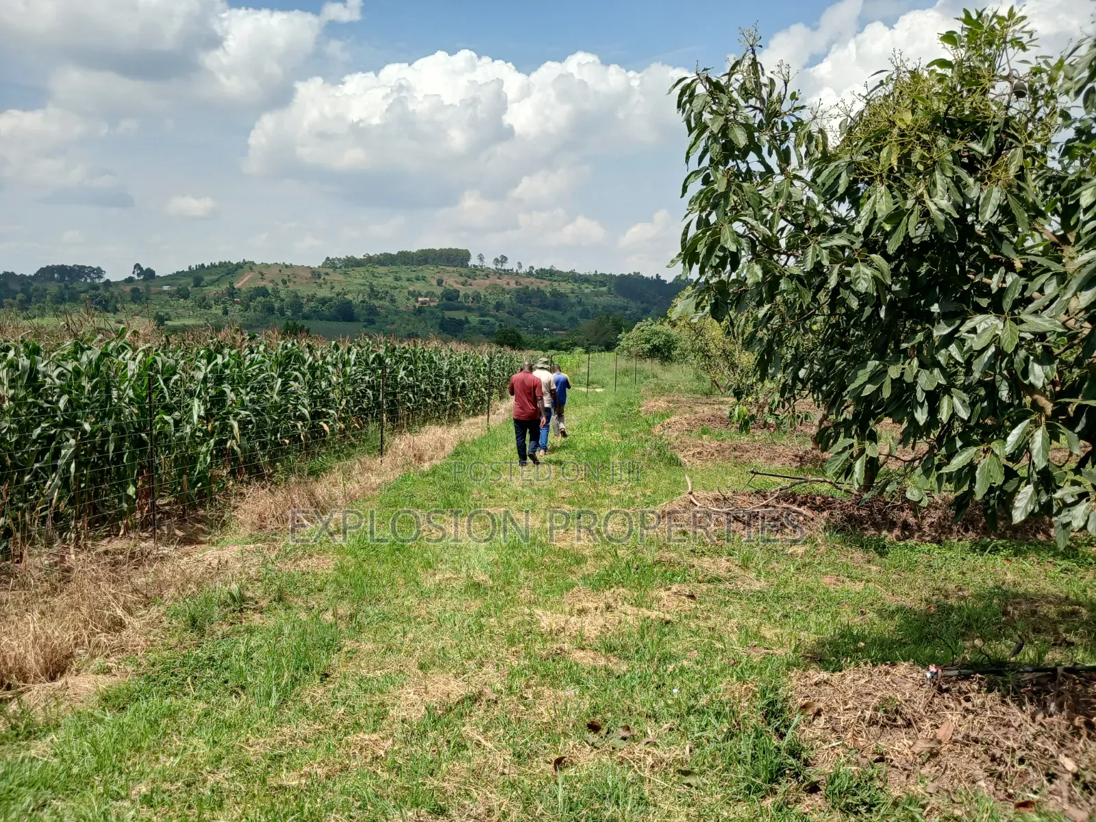 Land for Sale at Kasozi Busukuma