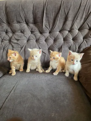 1-3 months Female Mixed Breed Persian