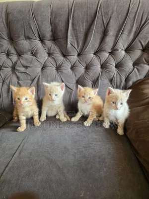 1-3 months Female Mixed Breed Persian