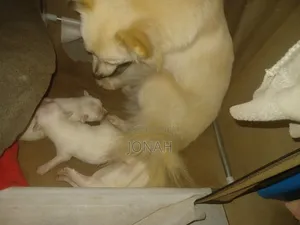 6-12 months Female Mixed Breed Japanese Spitz