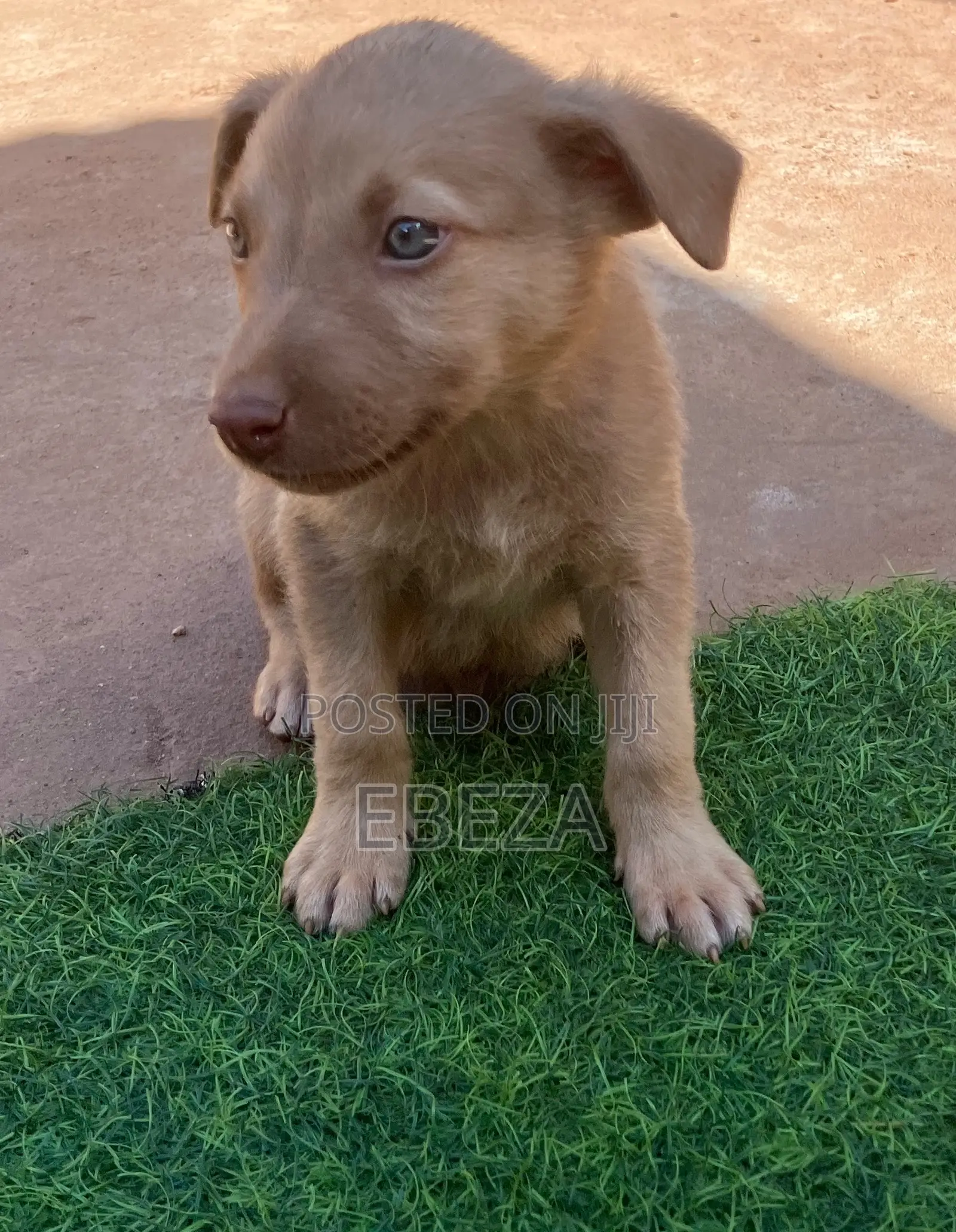 1-3 months Male Mixed Breed Australian Cattle