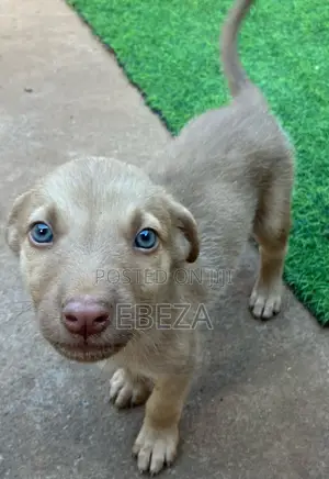 1-3 months Male Mixed Breed Australian Cattle