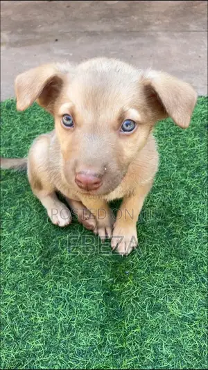 1-3 months Male Mixed Breed Australian Cattle