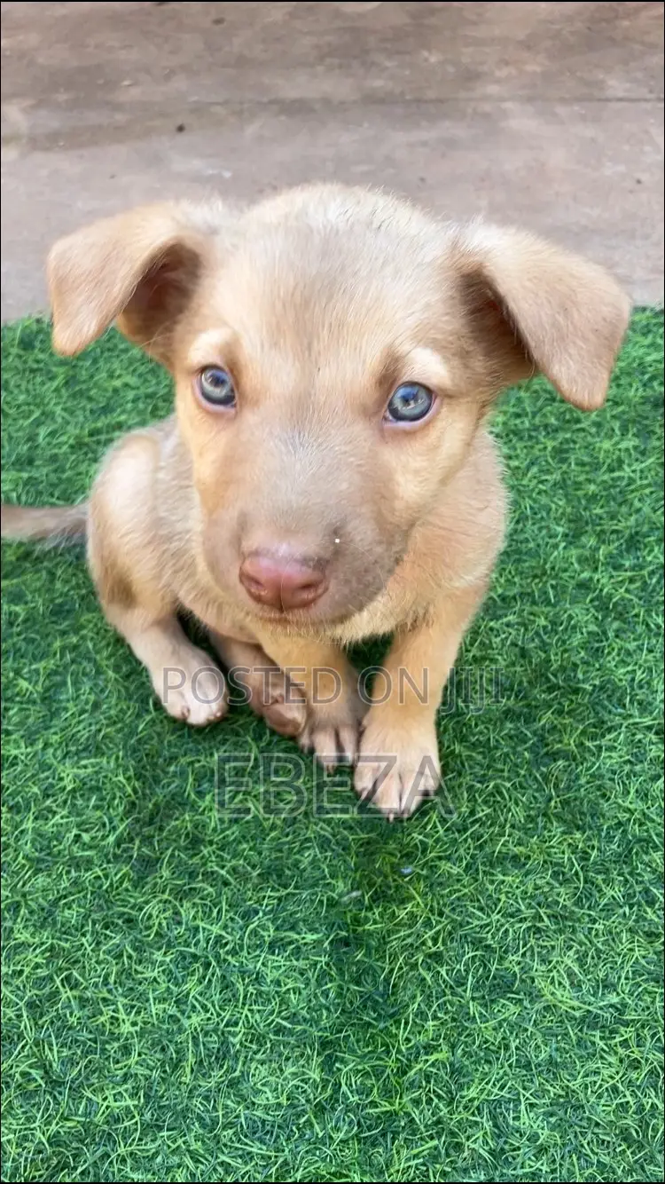 1-3 months Male Mixed Breed Australian Cattle