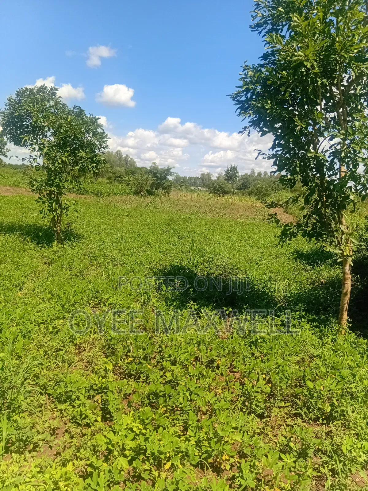 This Land Is on Sale