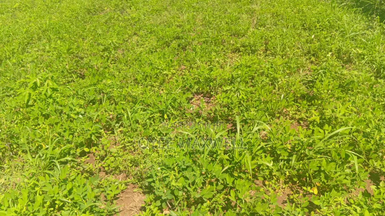 This Land Is on Sale
