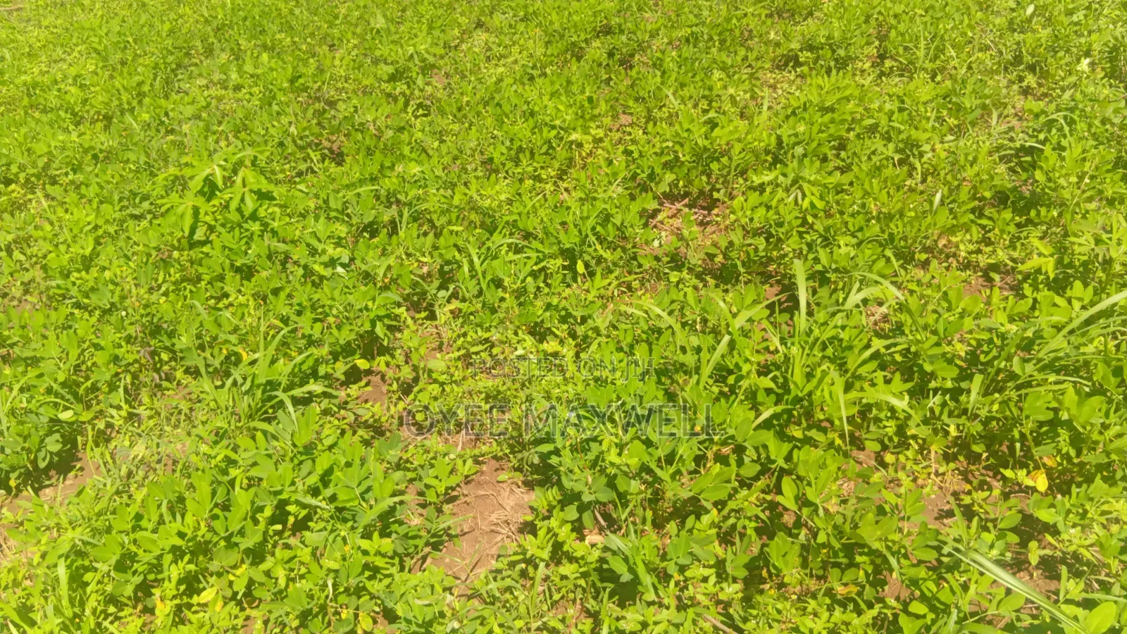This Land Is on Sale