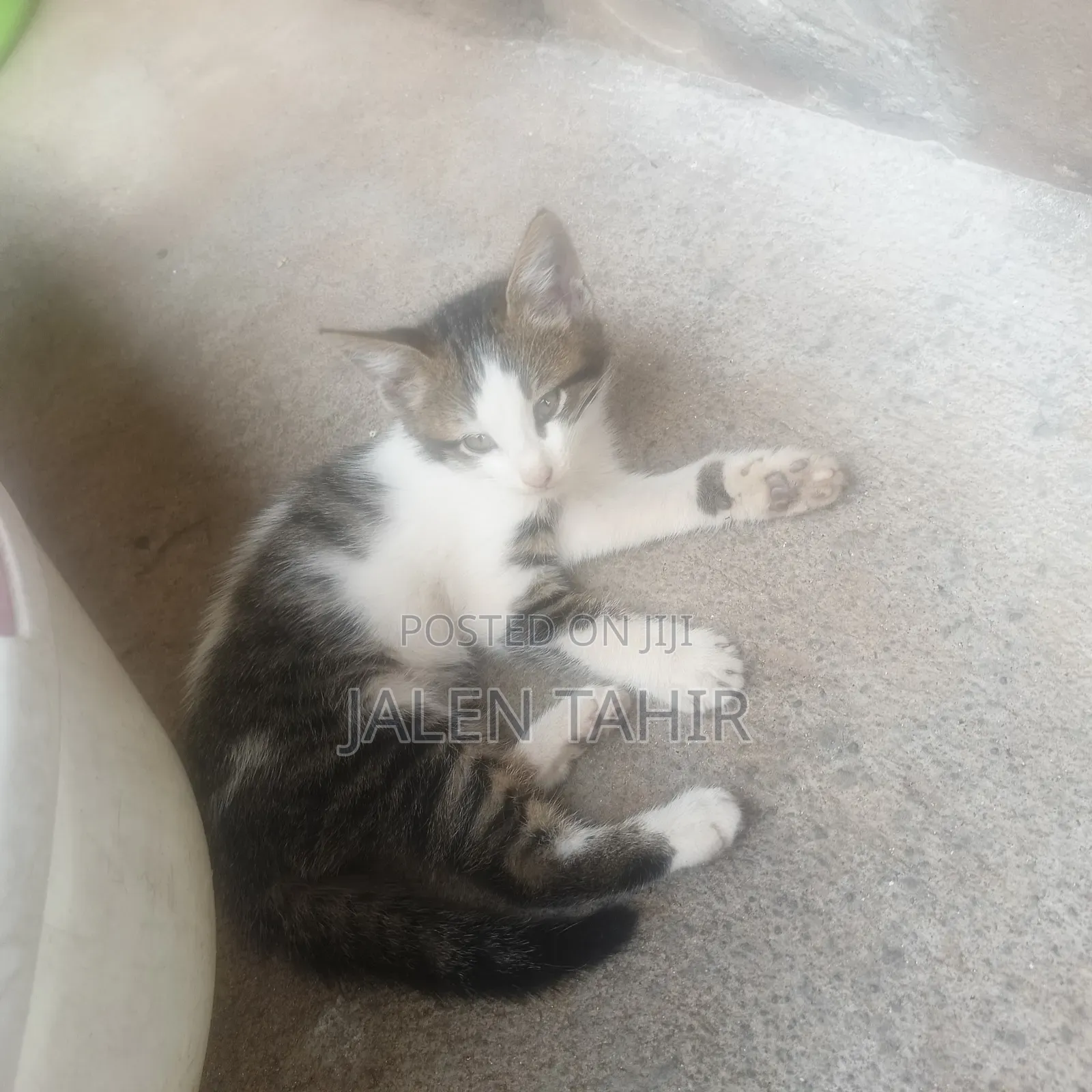 1-3 months Female Mixed Breed Exotic